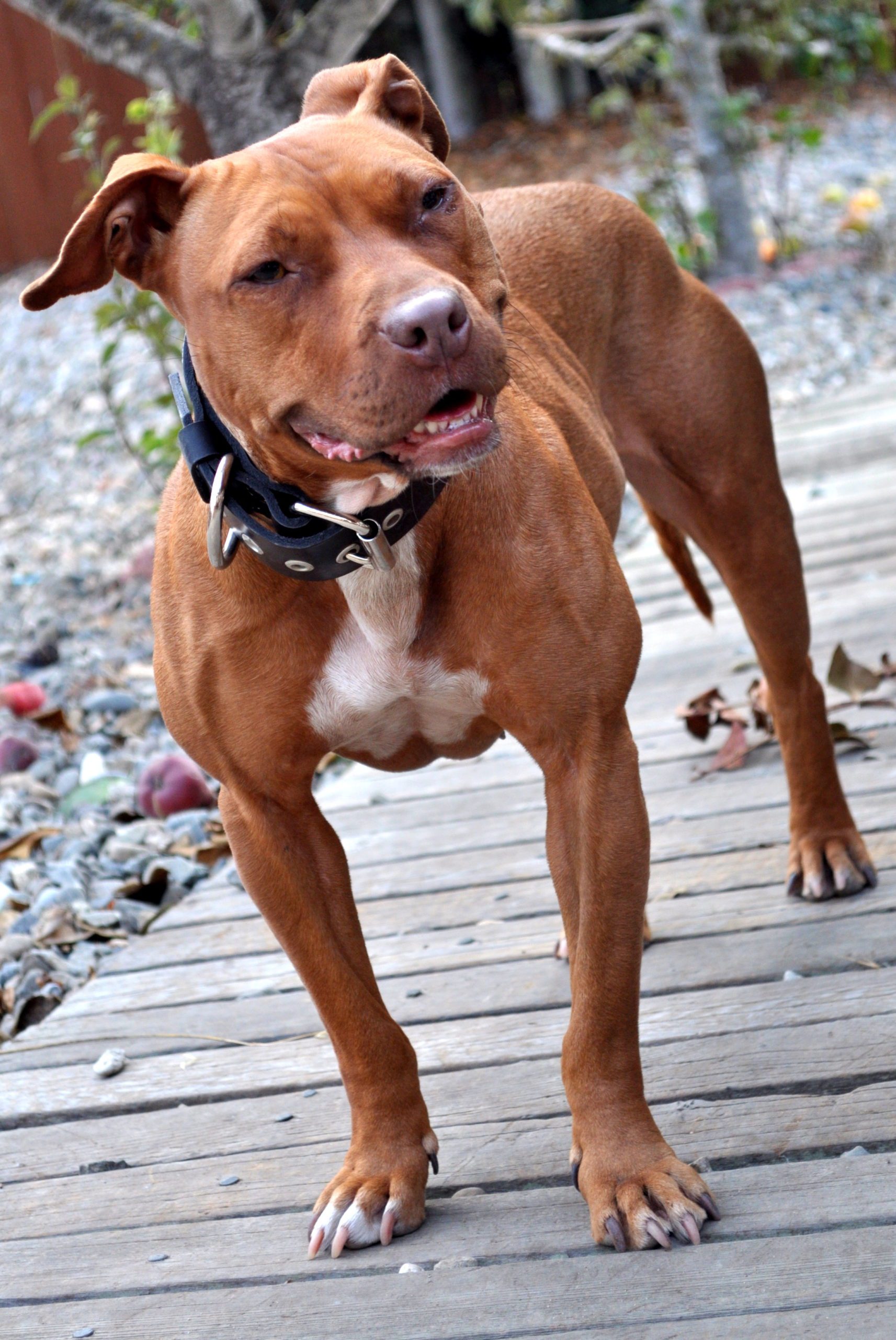 american pit bull terrier