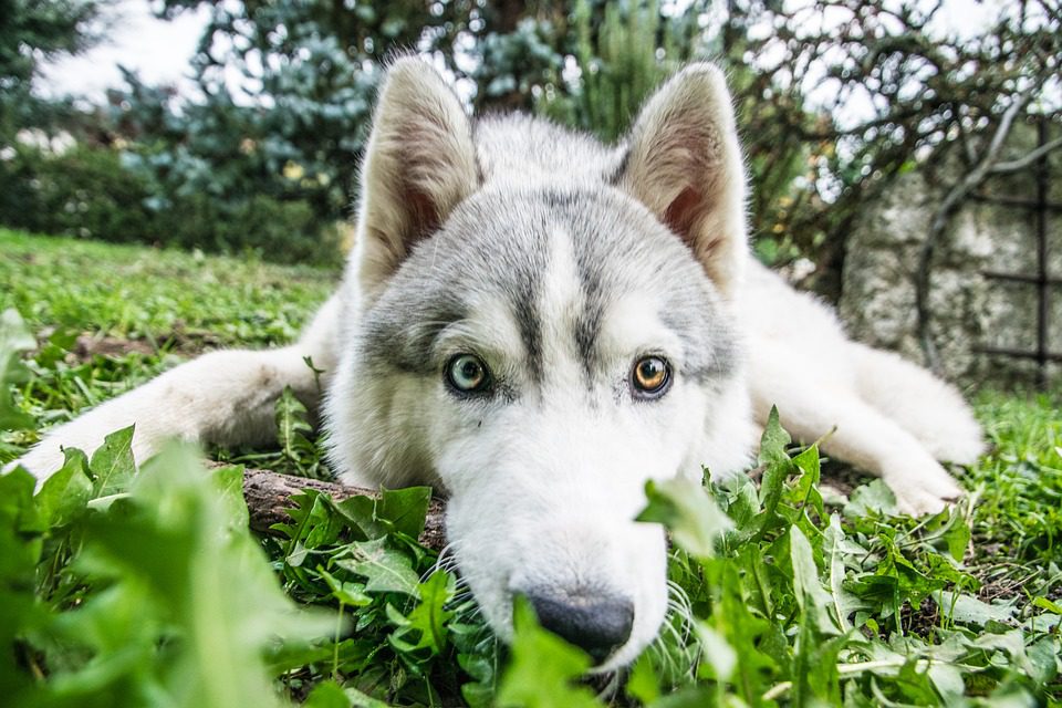 aussie husky