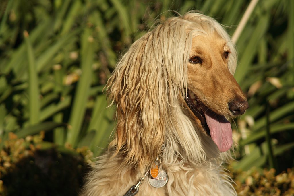 Adorable afghan hound