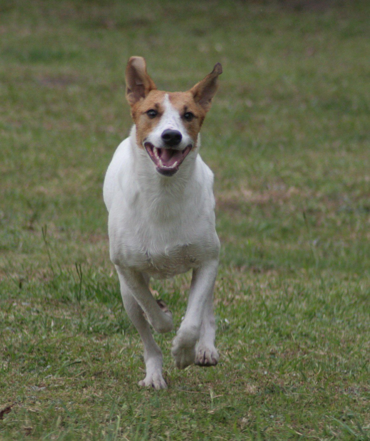 Africanis dog running towards