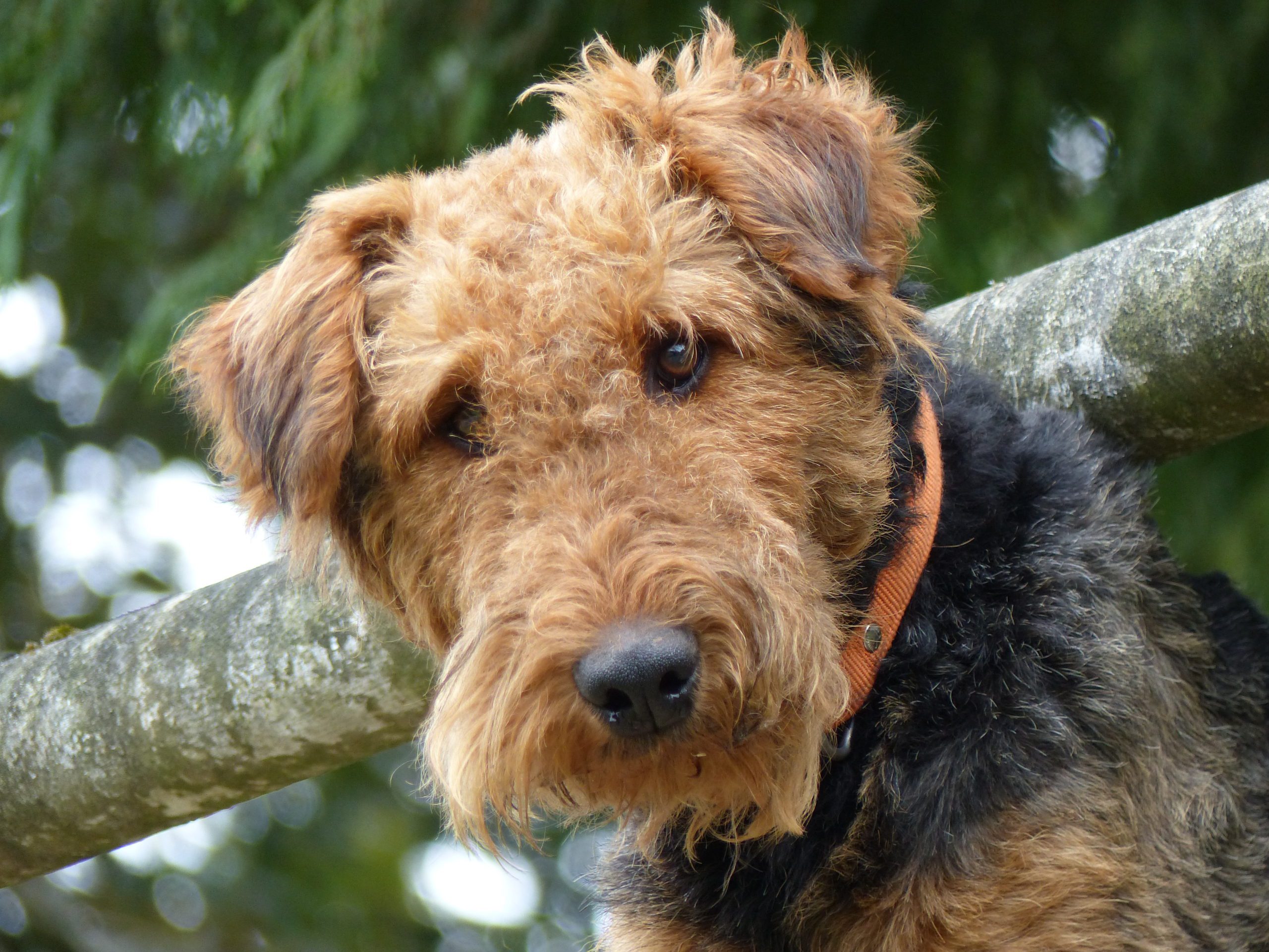 Cute Airedale Terrier