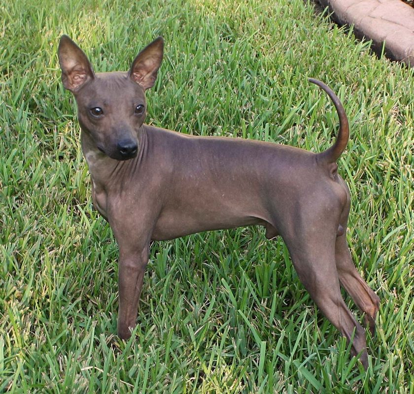 American Hairless