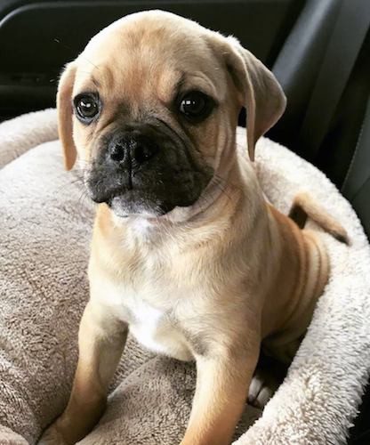 American Pugabull