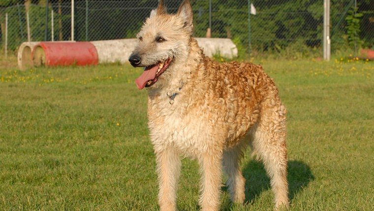 belgian laekenois