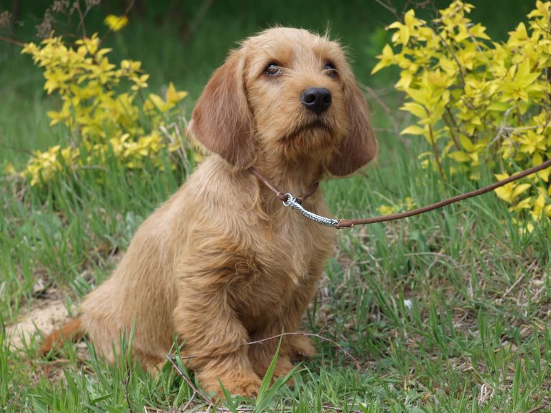 basset de fauve