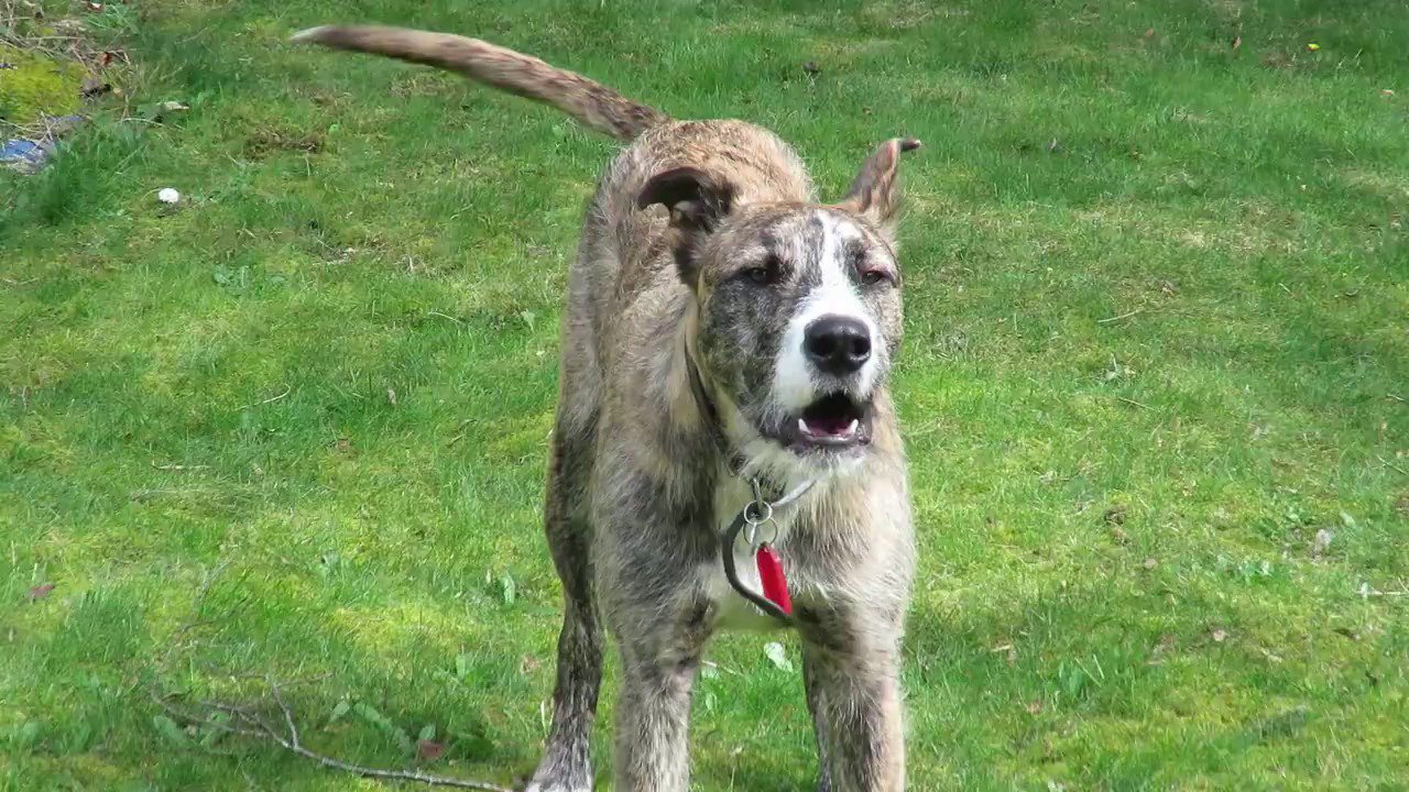 staghound