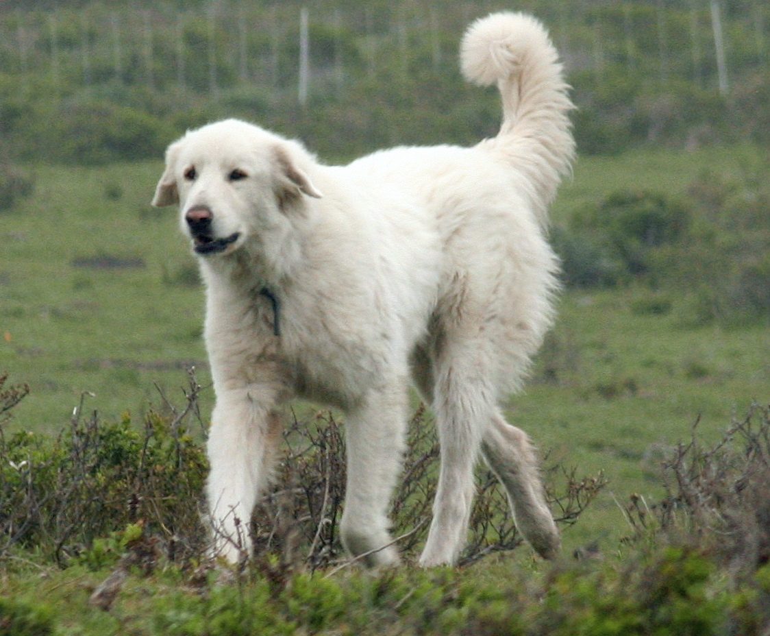 Akbash dog running