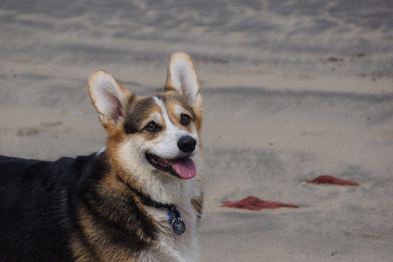 australian cattle dog