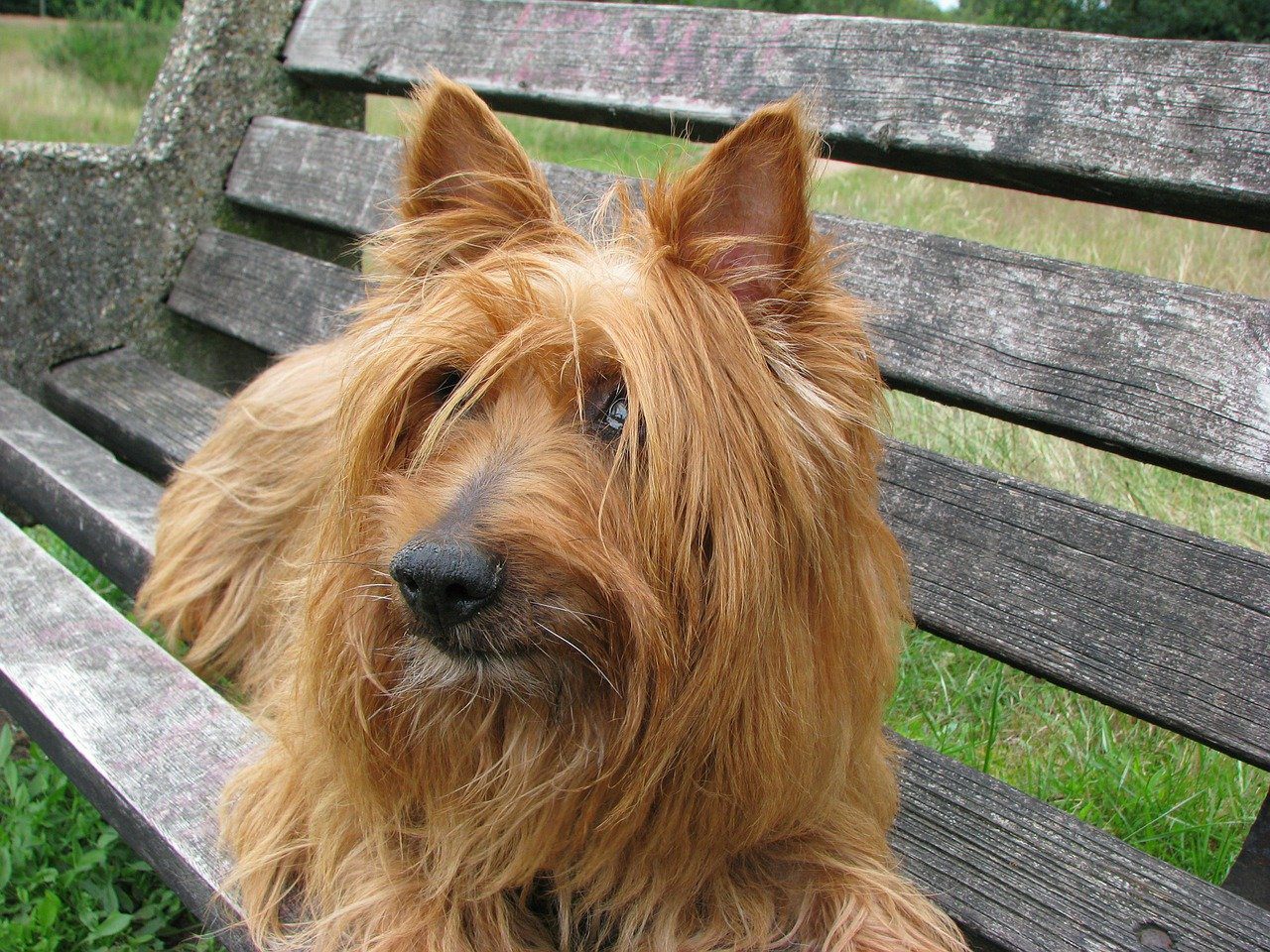 aussie terriers