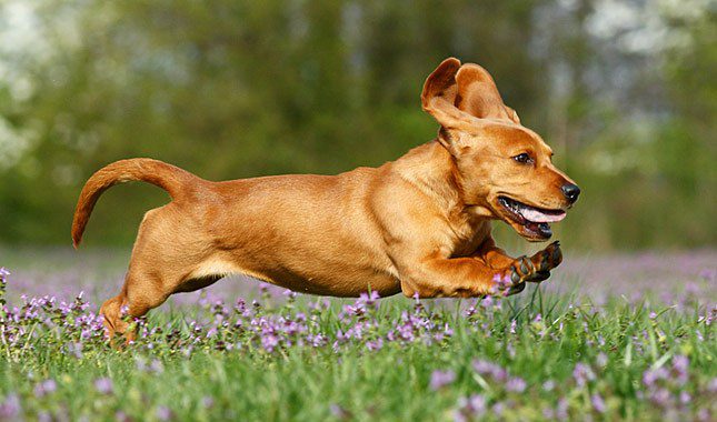 bassador dog