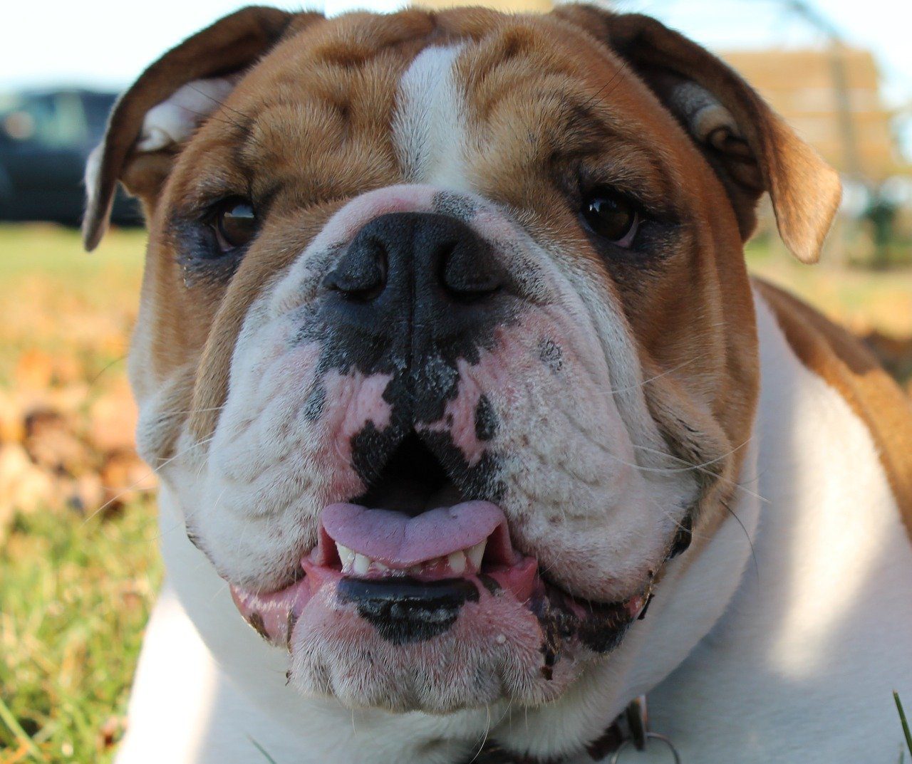 australian bulldog