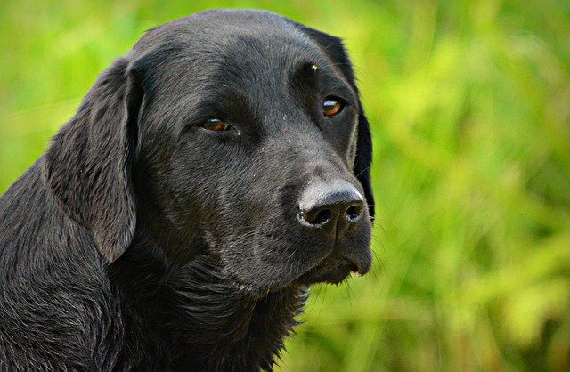 Afador Dog