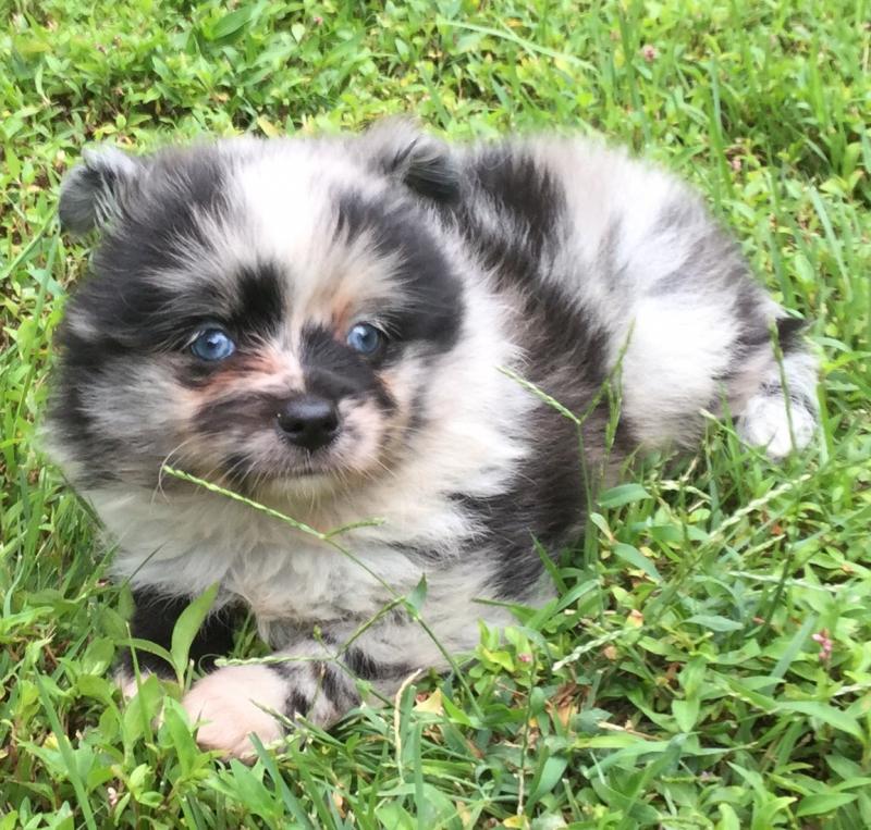 aussiepom dog