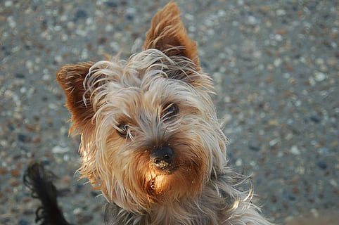 biewer terrier