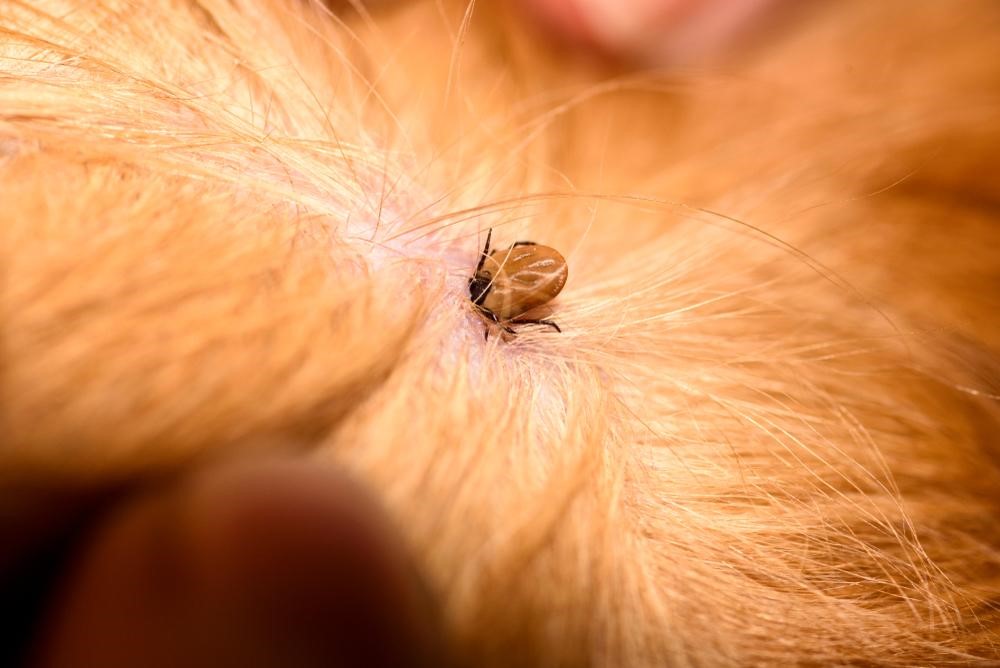 flea tick tips