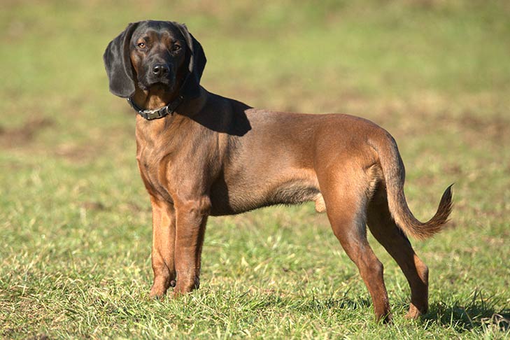 bavarian scenthound