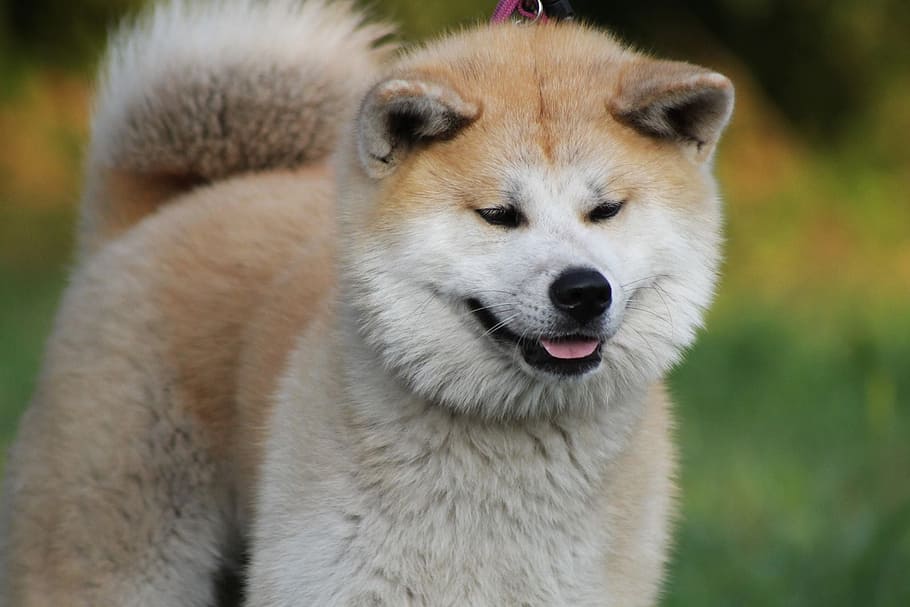 The Akita Dog 